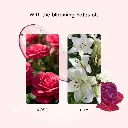 English Country Rose3.webp
